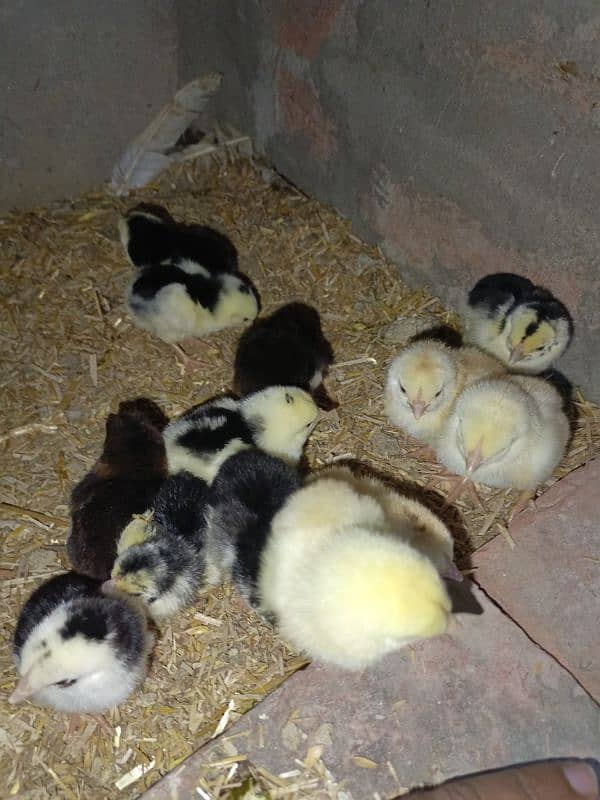 Heera crass aseel chicks for sell 2