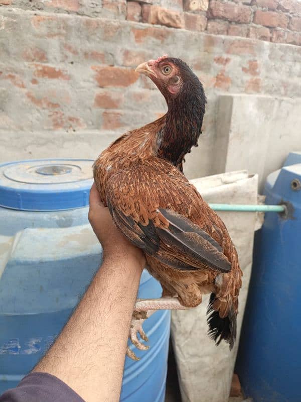 Heera crass aseel chicks for sell 6