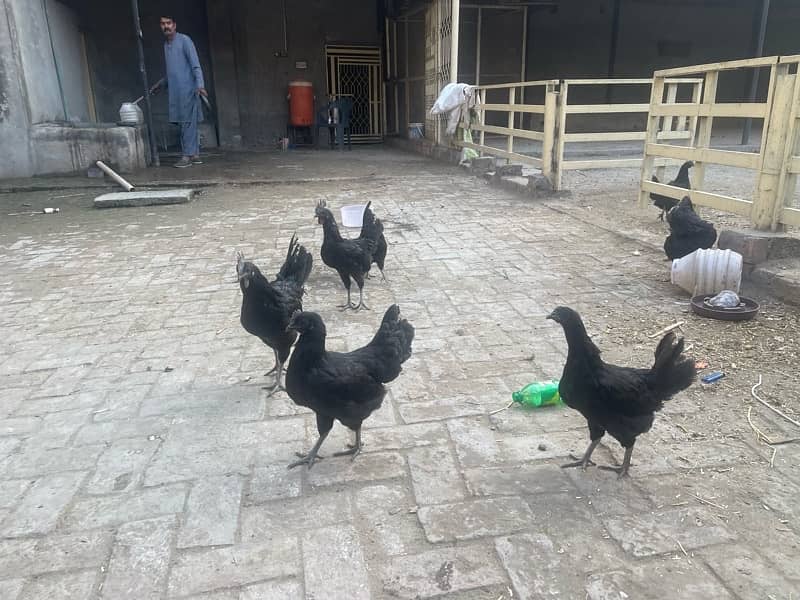 ayam cemani hens 0