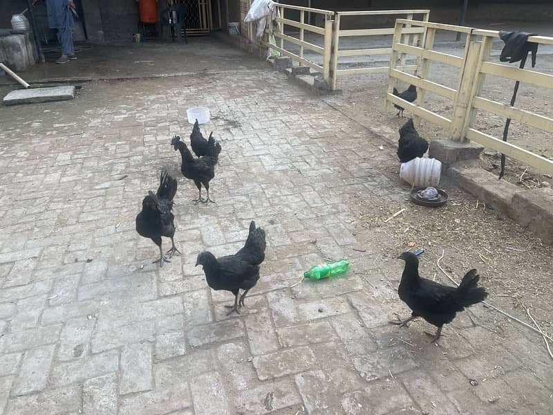 ayam cemani hens 2