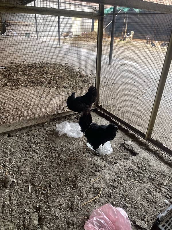 ayam cemani hens 3