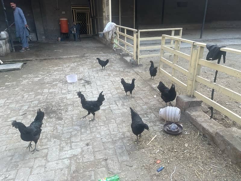 ayam cemani hens 4