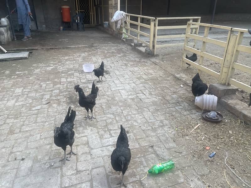 ayam cemani hens 5