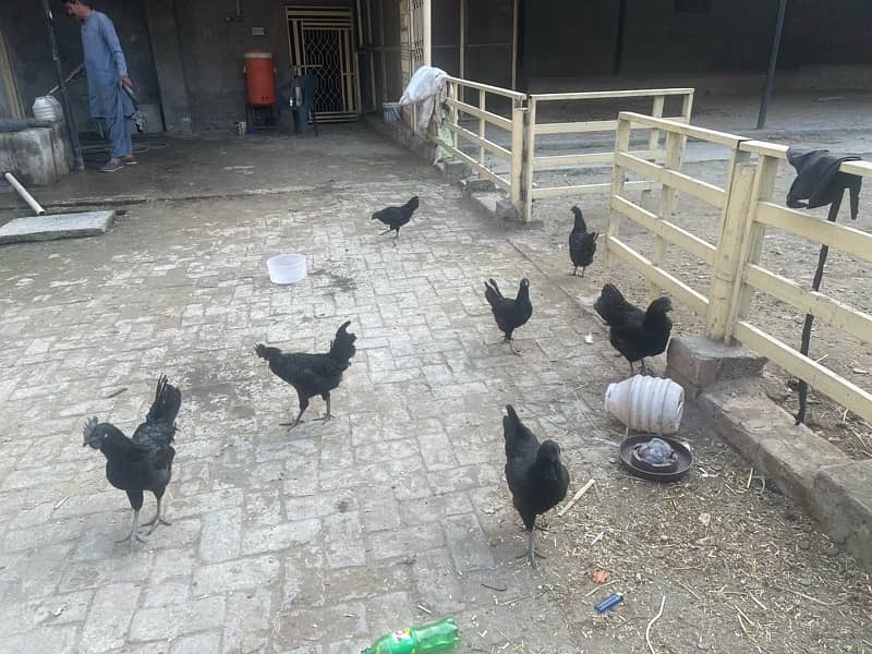 ayam cemani hens 6