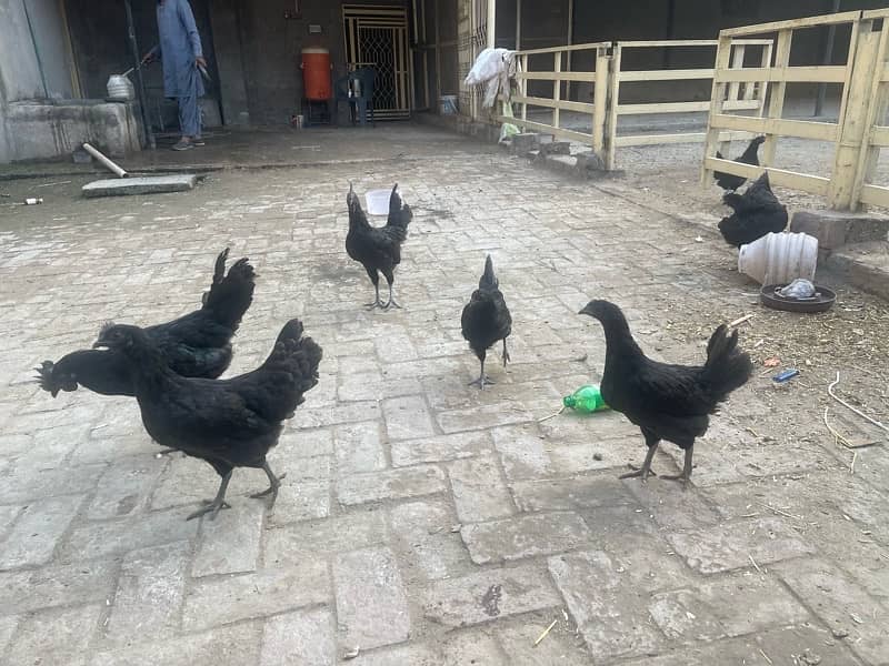 ayam cemani hens 7