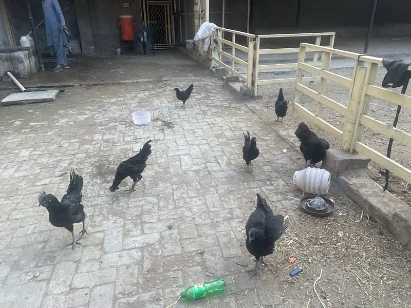 ayam cemani hens 8