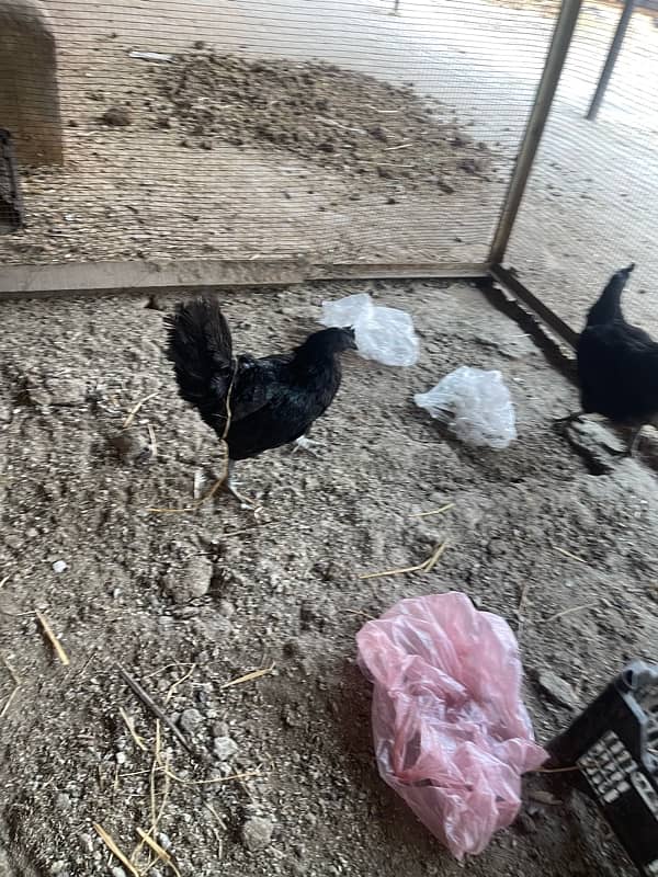 ayam cemani hens 9