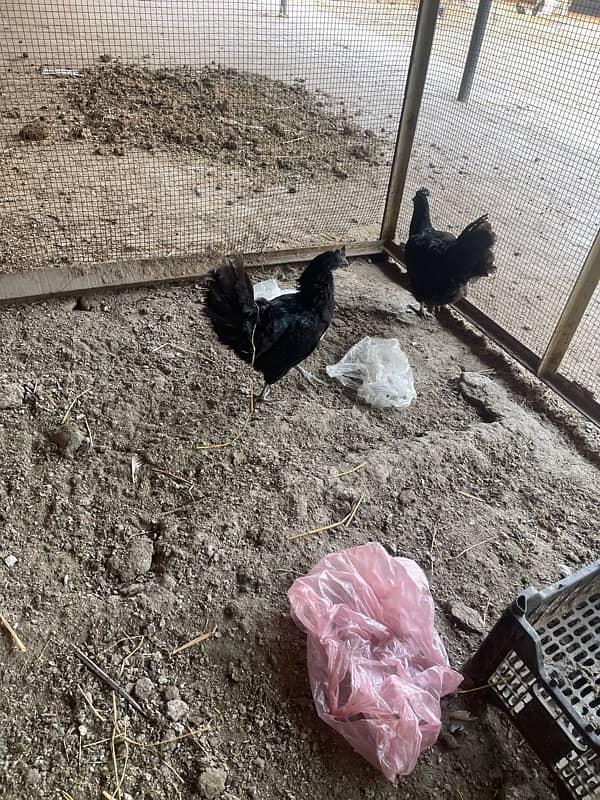 ayam cemani hens 10