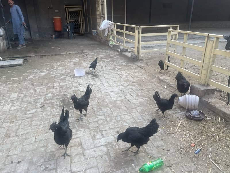 ayam cemani hens 11