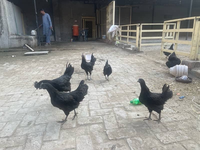 ayam cemani hens 12