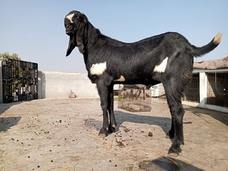 Beetal Bakra For sale (03020486884) 0