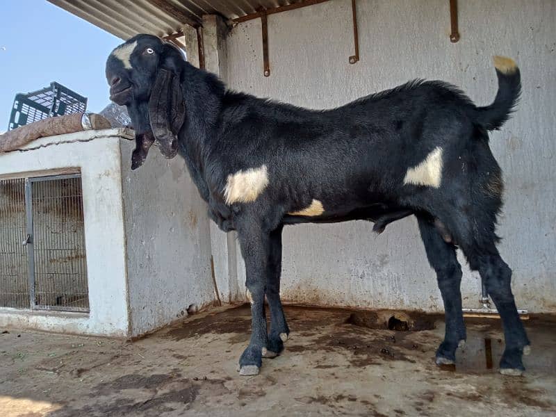 Beetal Bakra For sale (03020486884) 1