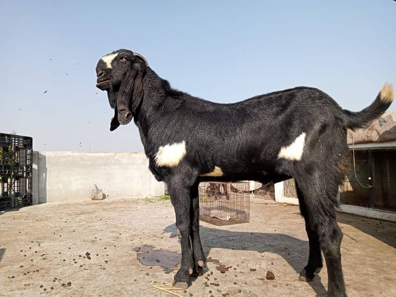 Beetal Bakra For sale (03020486884) 2