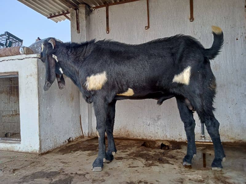 Beetal Bakra For sale (03020486884) 3