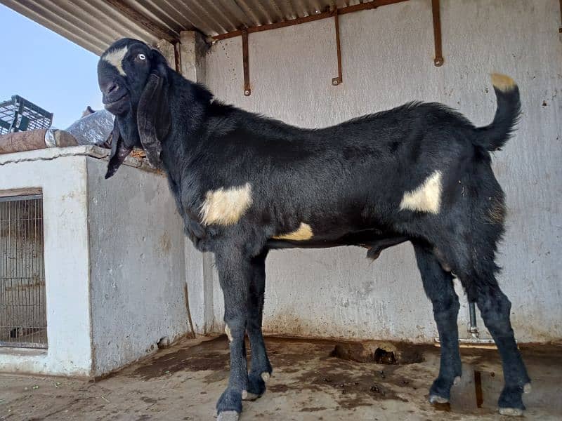 Beetal Bakra For sale (03020486884) 4