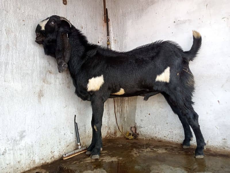 Beetal Bakra For sale (03020486884) 5