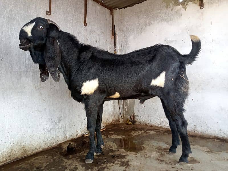 Beetal Bakra For sale (03020486884) 6