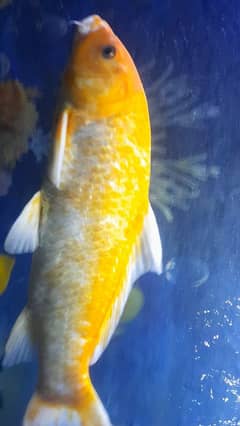 Fish koi , 14 inches