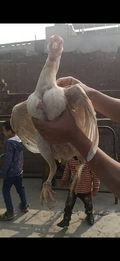 paper White parrot beak female 03054775070