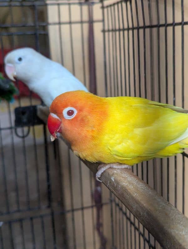 Love Birds (Albino red eye, Common lutiono, Feshri) 0