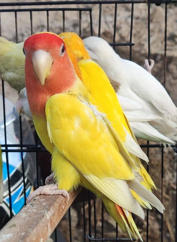 Love Birds (Albino red eye, Common lutiono, Feshri) 1