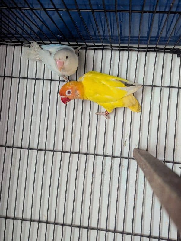 Love Birds (Albino red eye, Common lutiono, Feshri) 2