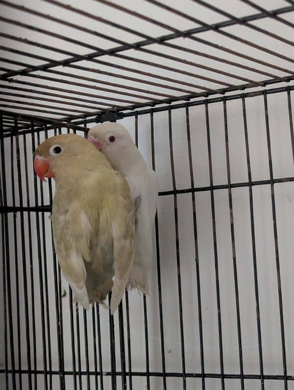 Love Birds (Albino red eye, Common lutiono, Feshri) 3