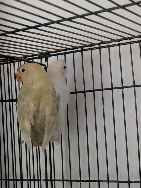 Love Birds (Albino red eye, Common lutiono, Feshri) 4