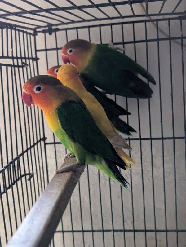 Love Birds (Albino red eye, Common lutiono, Feshri) 6