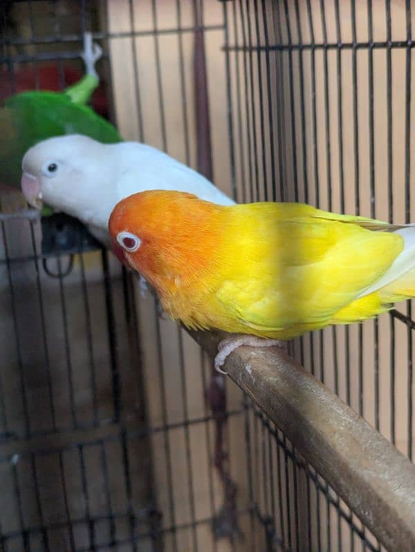 Love Birds (Albino red eye, Common lutiono, Feshri) 7