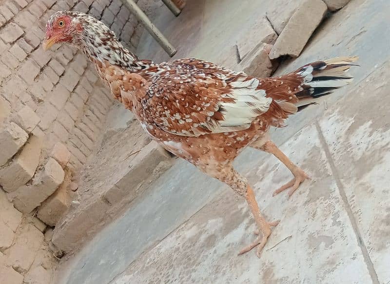 aseel hen for sale 0