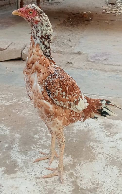 aseel hen for sale 1