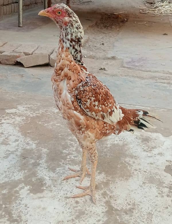 aseel hen for sale 2