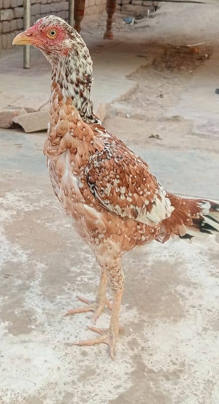 aseel hen for sale 3