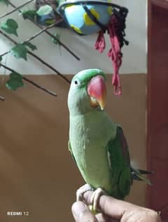 raw parrots end ring neck pattha hend team