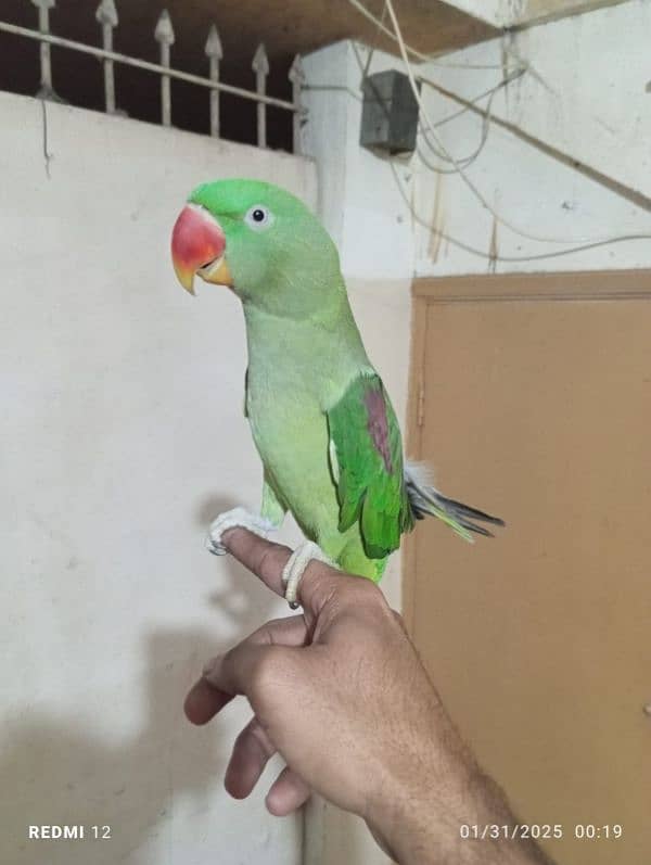 raw parrots end ring neck pattha hend team 1