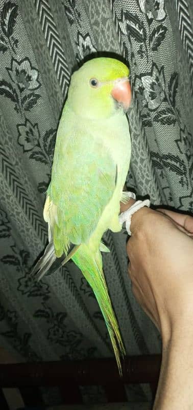 raw parrots end ring neck pattha hend team 2