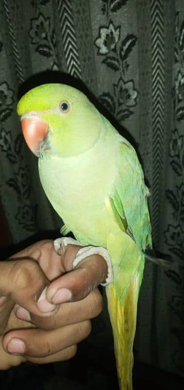 raw parrots end ring neck pattha hend team 3