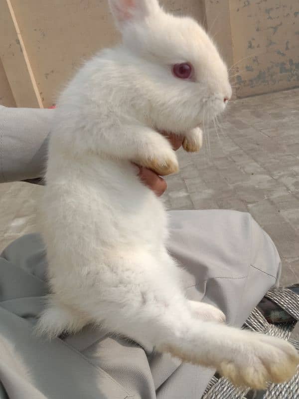 Angora male hand tamed friendly 03224186572 2