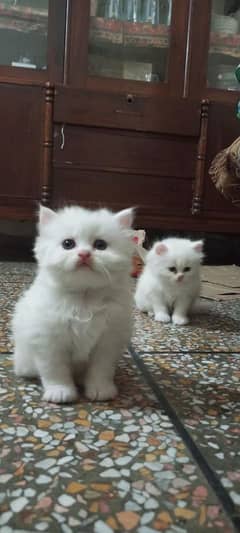 persian fluffy kitten