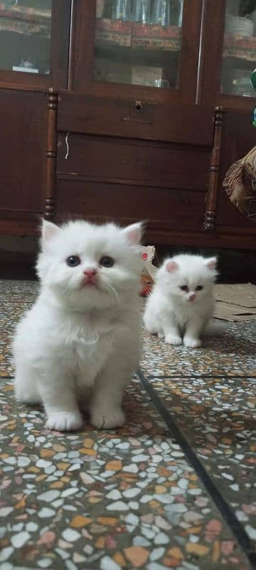 persian fluffy kitten 0