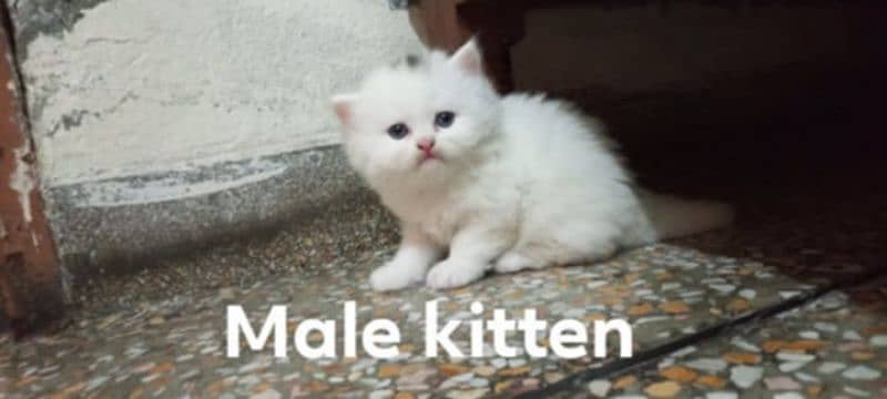 persian fluffy kitten 3