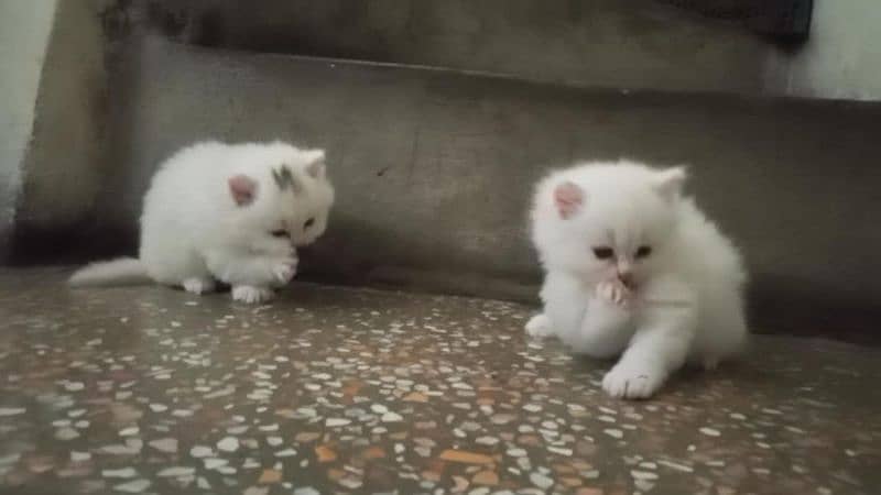 persian fluffy kitten 5