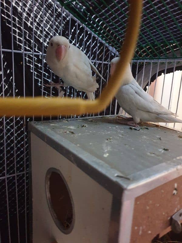 Albino Red Eyes Bleader pair Egg Everage 4 to 5 100 %. 1