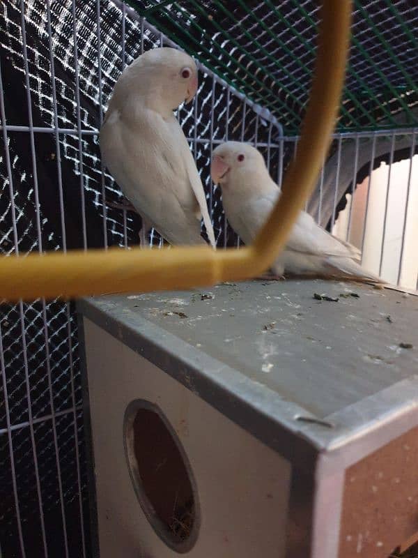 Albino Red Eyes Bleader pair Egg Everage 4 to 5 100 %. 2