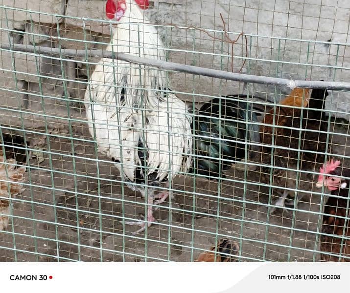 1 breeder murgha and 2 egg laying hens 0