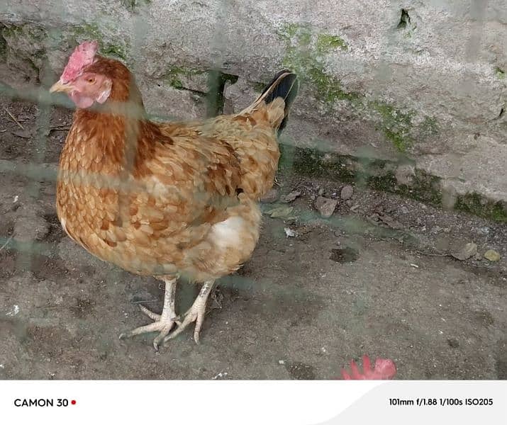 1 breeder murgha and 2 egg laying hens 1