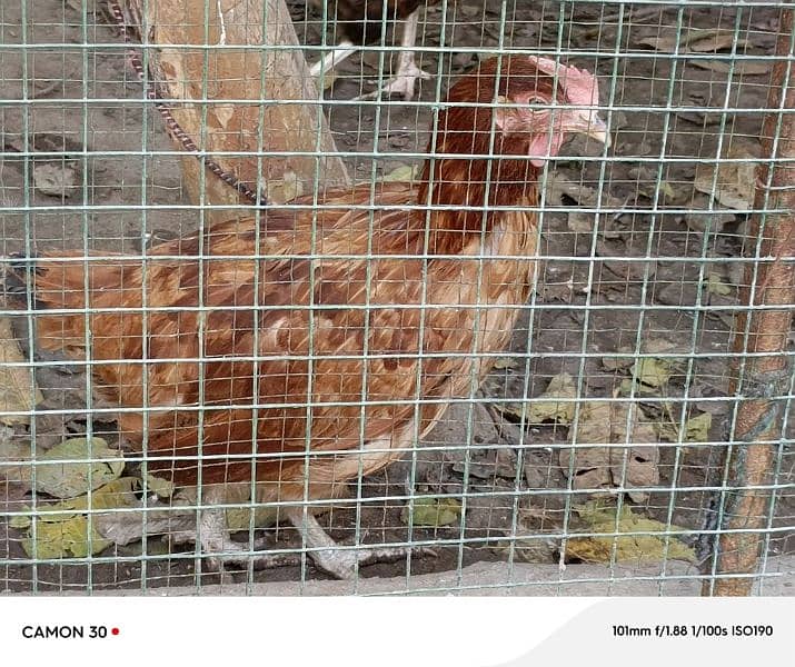 1 breeder murgha and 2 egg laying hens 2