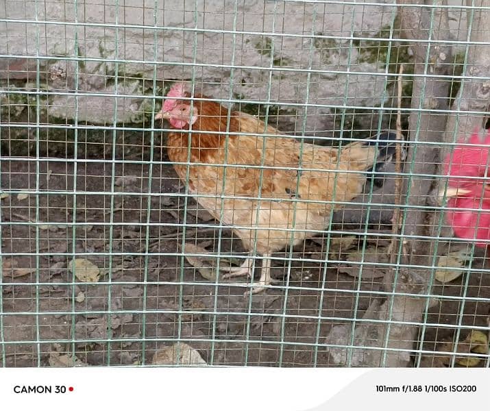 1 breeder murgha and 2 egg laying hens 4