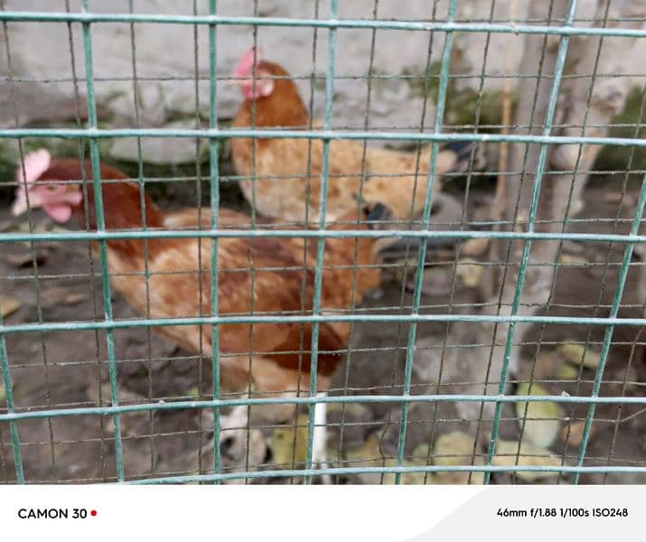 1 breeder murgha and 2 egg laying hens 5